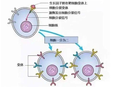 口碑评价及真人实例