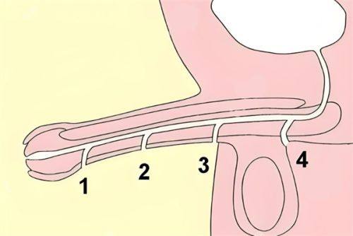 黄峰医生价格表